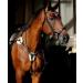 Tysons Breeches 5 Point Breastplate - Halla Lambskin Rhinestone Glitter Leather Black with Martingale for Thoroughbreds - International Shipping Available - Buy Online on SooperMarket.com