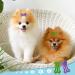 50pc Bone Shaped Dog Hair Clips | Multicolor Small Snap Barrettes for Pets - 25 Styles Available - Buy Online on SooperMarket.com