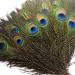 Piokio 50 pcs Natural Peacock Feathers in Bulk 10-12 inch(25-30 cm) Bulk for DIY Craft  Wedding  Mardi Gras Decoration 10-12 Inch(50PCS)