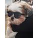 80s Style Pet Sunglasses for Small Dogs (Black) - Up to 15lbs - Buy Online on SooperMarket.com