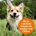 ARDAP Tick & Flea Protection Collar for Dogs 10-25kg | 4-Month Natural Defense | Sustainable 60cm Collar - Buy Online on SooperMarket.com
