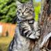 Travel Cat Harness and Leash Set - Adjustable Comfort Fit Mesh Vest Harnesses with Reflective Strap - Snug Fit Harness for Cats Kitten for Outdoor Walking Grey Large (Chest 16-19 inch) Grey L - Buy Online on SooperMarket.com