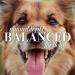 Burt's Bees Natural Hypoallergenic Dog Shampoo with Shea Butter and Honey - 16oz | For All Dogs and Puppies with Dry or Sensitive Skin | Made in USA - Buy Online on SooperMarket.com