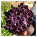 Crystals 1pc Natural Amethyst Violet Ghost Phantom Quartz Crystal Cluster Specimen Pray Home Decor degaussing Stone Collection (Size : 610-700g)