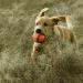 Buy Chuckit! Ultra Ball Large (Pack of 2) - Durable & Fun for Dogs | International Shipping Available - Buy Online on SooperMarket.com