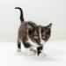 PetAg KMR Kitten Milk Replacer Liquid 11oz - Pack of 4 for Growing Kittens & Adult Cats - Buy Online on SooperMarket.com