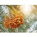 Organic Medjool Dates 2 Pounds | Non-GMO, Whole Dried Dates with Pits | Large Size, Unsweetened, Unsulphured | Vegan, Sirtfood, Bulk - Good Source of Potassium, Magnesium, and Fiber | 2 lb Pack - Buy Online on SooperMarket.com