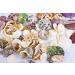 70+ pcs Famoby Sea Shells & Starfish for DIY Crafts & Beach Theme Decor - Buy Online on SooperMarket.com
