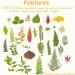 99-Piece Assorted Real Dried Leaves for Resin Art & Craft - Plant Herbarium & DIY Jewelry Decoration - Handmade Bookmarks - 5 Bags - Buy Online on SooperMarket.com