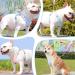 Buy No-Pull Dog Harness for Small Dogs - Reflective Soft & Safe with Leash | Anti-Pull Breast Dishes - Blue - Buy Online on SooperMarket.com