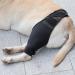 Dog Knee Brace Adjustable Dog Rear Leg Brace Soft Breathable Dog Knee Support Brace for Elderly Disabled Injured Dogs Both Back and Front Legs (S) - Buy Online on SooperMarket.com