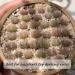 Miukada 3.3 Pounds Coarse Silica Sand  Mini Natural Top Dressing Sand  Mix Plant Soil Cover for Bonsai  Succulent and Cactus|Terrarium  Aquariums and Vase(3.3lb) 3.3lb Silica Sand 0.3-0.5cm 3.3lb Silica Sand 0.3-0.5cm 1 - Buy Online on SooperMarket.com