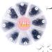 VNE Eyelashes 500 Fans Tray Volume Lash Extensions Mixed length | Premade Fans Eyelash Extensions | Mega Lash Extension | Promades Eyelash Fans | 6D CC Curl 9-16mm 500 Fans 6D CC curl 9-16mm