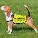 In Training Ignore Dog Jacket Vest Dog In Training Nervous Anxious Dog Slogan Warning Vest (TRAINING IGNORE Large) TRAINING IGNORE L EU - Buy Online on SooperMarket.com