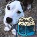 LongtimeUSA Portable Pet Puppy Playpen with Removable Shade Cover - Buy Online on SooperMarket.com