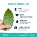 Waykana Organic Guayusa Loose Leaf Tea - 8 oz (227 g) | Premium Natural Energy Boost - Buy Online on SooperMarket.com