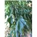 Organic Whole Air Dried Curry Leaves 0.3 oz - Premium Quality (10 g) - 0.3 Ounce Pack - Fresh and Aromatic - Buy Online on SooperMarket.com