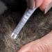 Beaphar Tick Pen for Dogs & Cats - Safely Remove Ticks Double-Head Design Reusable Portable - 12 cm - Buy Now! - Buy Online on SooperMarket.com