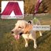 Vivaglory Short Dog Leash - Traffic Leash for Medium & Large Dogs 32cm Red Training Line - Buy Online on SooperMarket.com