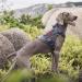 OneTigris Tactical Dog Vest | MOLLE Service Dog Harness | 1000D Nylon | Large | Grey - Ideal for Training & Outdoor Adventures - Buy Online on SooperMarket.com