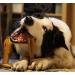 Bamboodles T Bone Dog Chew - Medium Chicken Flavor for Aggressive Chewers - Buy Online on SooperMarket.com