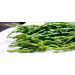 Samphire/Salicornia (100g x2) Ideal for salads steaks fish dishes and much more. it's delicious and unique.