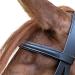WALDHAUSEN Star Bridle Bitless Black for Warmbloods - Premium Quality Equestrian Gear International Shipping Available - Buy Online on SooperMarket.com