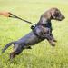 POPOT No-Pull Dog Harness - Reflective Pet Vest for Training & Walking - Control Handle - Blue (Small) - Buy Online on SooperMarket.com
