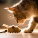 2 Pack Interactive Cat Toys - Feather Squeaky Bird & Mouse Kitten Plush Toys - Motion Activated Melody Chaser - Ideal for Indoor Cats - Three Dogs & A Cat - Buy Online on SooperMarket.com