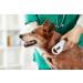 OUTPAW RFID Animal Chip Reader - Microchip Scanner for Animal Identification & ISO Transponder - Buy Online on SooperMarket.com