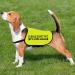 Please Don t Pet I'm a Little Anxious Dog Jacket Vest Anxious Dogs Walking Slogan Warning Vest (Little Anxious Medium) Little Anxious M EU - Buy Online on SooperMarket.com