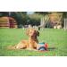 Chuckit! Large Regular Glow Ball - Bright and Durable Fetch Toy - Buy Online on SooperMarket.com