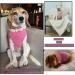Cool Combed Cotton Dog Shirt for Medium-Sized Dogs | Sychien Striped Pink & Gray T-Shirt for French Bulldogs - Buy Online on SooperMarket.com