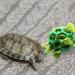 Lodczioe Turtle Treat Feeder Ball | Grass & Veggie Dispenser for Small Pets - Optimal Nutrition & Fun - Buy Online on SooperMarket.com