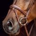 HORZE Sion Padded Leather Horse Snaffle Bridle with Flash Noseband and Rubberized Reins - Brown Horse - Buy Online on SooperMarket.com