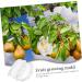CIYODO Fruits Forming Mould Gardener Small for Creative Buddha Ginseng Shaper Growth Reusable Supply Shaped Growing Forming - Buy Online on SooperMarket.com