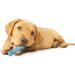 Nylabone Puppy Teething Chew Toy X-Small/Petite - Blue Chicken Flavored for Puppies Up to 15 lbs - Buy Online on SooperMarket.com