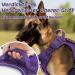 Rabbitgoo Adjustable Dog Harness for Medium Dogs - Durable Tactical Wear-Resistant with Metal Buckles & Handles - Perfect for Hiking (Purple M) - Buy Online on SooperMarket.com