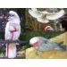 Aviator Bird Harness & Leash Made in America | Size M Red | International Shipping Available - Buy Online on SooperMarket.com