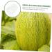 GANAZONO 9 Pcs Vegetable Mold Fruit Shaper Planting Vegetable DIY Cucumber Watermelon 9x8cmx3pcs Transparentx3pcs - Buy Online on SooperMarket.com