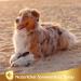 Natural Sun Protection Spray for Dogs & Cats | 250ml Sunscreen Fluid - Linea 101 - Buy Online on SooperMarket.com