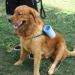 CHOOSEEN Large Dog Paw Cleaner - 2 in 1 Grooming Supplies for Paw Washing (No.D941034) - Buy Online on SooperMarket.com