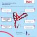 Halti Head Harness for Medium Dogs - No-Pull Leash Solution Adjustable & Comfortable Red Design - Buy Online on SooperMarket.com