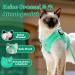Supet Cat Dishes & Soft Vest for Kittens & Chihuahuas - Lime Green | International Shipping - Buy Online on SooperMarket.com