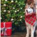 Buy Lionheart Glory Christmas Dog Neckerchief - Soft Cotton Adjustable Bib for Large Dogs - Packable Checkered Design - Buy Online on SooperMarket.com
