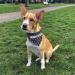 Buy printplanet Dog Scarf with Custom Name - Trees Dark Blue Design - Size M - Perfect for Stylish Pups - Buy Online on SooperMarket.com