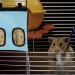 Rabbit Hay Feeder Bag Guinea Pig Hay Feeder Storage Racks 600d Oxford Cloth Fabric Hanging Feeding Hay for Hamsters Bunny Small Animals (Blue) - Buy Online on SooperMarket.com