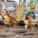 10PCS Chicken Toys: Xylophone, Bridge Swing, Pecking, Mirror, Vegetable Feeder for Hens - Buy Online on SooperMarket.com