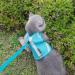 Premium Cat Dishes with Leash | Reflective Cat Patrol Gear for Safe Adventures - Buy Online on SooperMarket.com