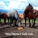 Himalayan Nature Licking Salt for Horses - 2 Pack Pink | Natural Mineral Supplement - Buy Online on SooperMarket.com